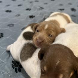 Magik - Piebald female Dachshund puppy in Pittsburg, California from Super Hero Dachshunds