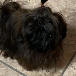 Jojo - Shih Tzu