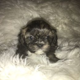 Shih Tzu Puppies from N.F.S.T Imperial ShihTzu Puppies.