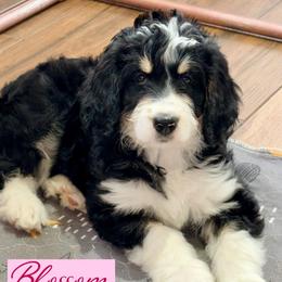 Blossom - Tri-color female Bernedoodle puppy in Beecher, Illinois from Erica’s Doodles