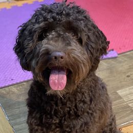 Pecan - Australian Labradoodle
