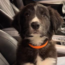 Orange Collar Boy - Black and white male Border Collie puppy in Florida from DAKOZEN