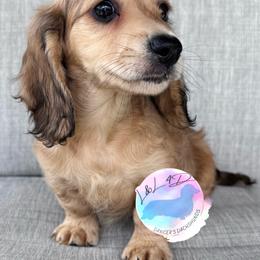 Boy 1 - Cream male Dachshund puppy in Houston, Texas from L&L 4D Dancer’s Dachshunds