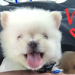 Pomeranian Puppies from Ramos' Pommies