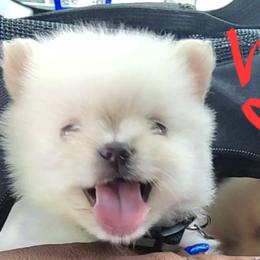 Pomeranian Puppies from Ramos' Pommies