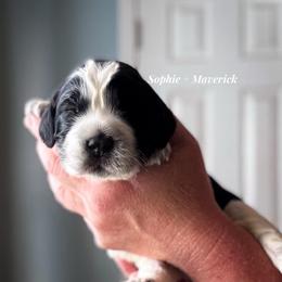 Murtagh Fitzgibbons - Black and white male English Springer Spaniel puppy in Tupalo, Mississippi from Butterfield Trail Farm