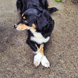 Lylah - Black tri-color female Australian Shepherd puppy in Salem, Oregon from Steady Aim Aussies