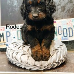 Rodeo - Phantom male Goldendoodle puppy in Pasco, Washington from Camp Doodle Woods
