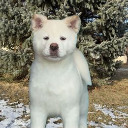 Poe - Akita puppy from Finesse Akitas