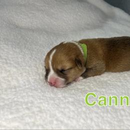 Pembroke Welsh Corgi Puppies from Corgi Lover Crew