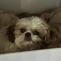 Dollie - Shih Tzu