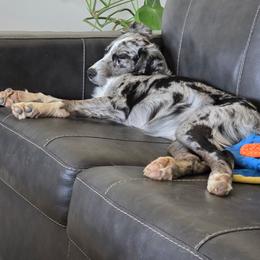 Australian Shepherd All Grown Up from Reeds Ranch