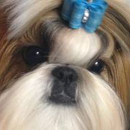 Champion Fantasy's American Hero - Shih Tzu