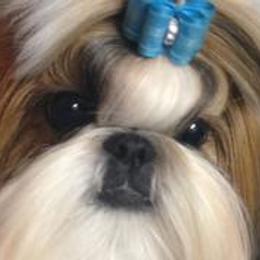 Champion Fantasy's American Hero - Shih Tzu