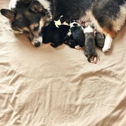 Pembroke Welsh Corgi Puppies from OneLove Corgi