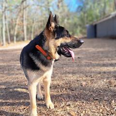 Matrix - German Shepherd