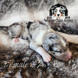 Girl 2 - Blue merle female Australian Shepherd puppy in Harpers Ferry, Iowa from Wexford Creek Aussies, LLC