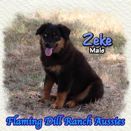 Zeke - Black tri male Miniature Australian Shepherd puppy in Forestburg, Texas from Flaming Dill Ranch Aussies