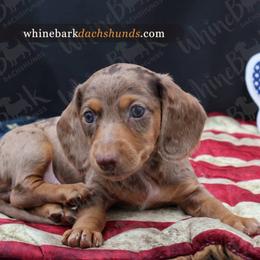 Boy 4 - Dapple male Dachshund puppy in Denver, Colorado from Whinebarkdachshunds LLC