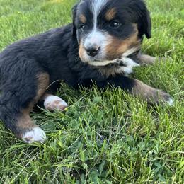 Bernese Mountain Dog Puppies from Purple Sage Puppies Bernese Mountain Dogs