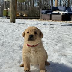 Labrador Retriever Puppies from Raising Hope Labradors