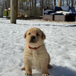 Labrador Retriever Puppies from Raising Hope Labradors