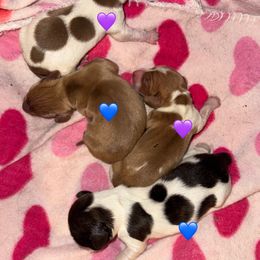 Dachshund puppies from Lilac City Doxies (Also with Spokane)