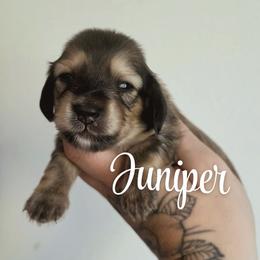 Juniper - Cream female Dachshund puppy in Grants Pass, Oregon from Redwood Dachshunds