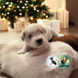 Purple Collar Female - White female Miniature Schnauzer puppy in Sacramento, California from Hardcastle Family Schnauzer’s