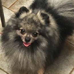 Pomeranian All Grown Up from Lone Wolf Poms