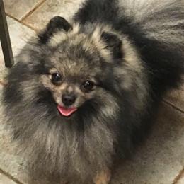 Pomeranian All Grown Up from Lone Wolf Poms