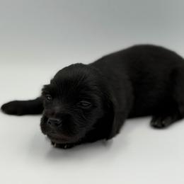 Solid Black Boy 3200 - Black male Dachshund puppy in North Branch, Michigan from Doxie View Acres