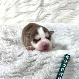 Life - Red and white male Siberian Husky puppy in Vail, Iowa from Homegrown Huskies