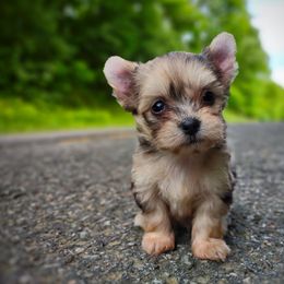 Companion Cross, Havanese, Mal-Shi, Maltese, Maltipoo, Morkie, and Shih Tzu Puppies from Seeking Shalom Acres Maltese, Maltipoos & Havamalts