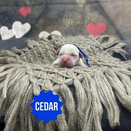 Cedar - Champagne male Dilute Retriever puppy in Forest City, Iowa from Helm Labs