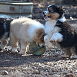 Australian Shepherd Puppies from Danell Australian Shepherd
