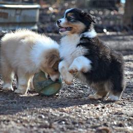 Australian Shepherd Puppies from Danell Australian Shepherd