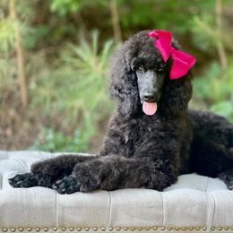 Candy - Poodle