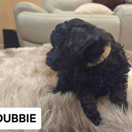 Dubbie - Black male Poodle puppy in Hesperia, California from Sweetie Pie Poodles