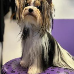 Cassie - Biewer Terrier