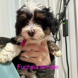 Tri fuchsia - Tri-color female Bernedoodle puppy in Petersburg, Michigan from Brittany’s Mini Bernedoodles
