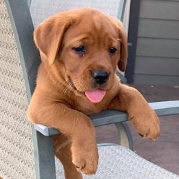 Labrador Retrievers from Davelaar English Labradors
