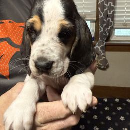 Maverick - Black white and tan male Basset Hound puppy in Sidney, Nebraska from Royal Baez Basset