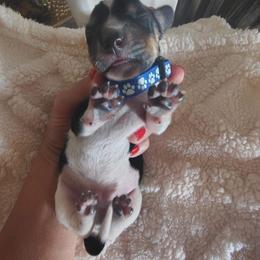 Dachshund Puppies from Witchy Woman’s Wiener’s