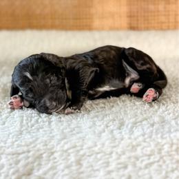 Coal - Black male Goldendoodle puppy in Warsaw, Ohio from Lovabledoodles