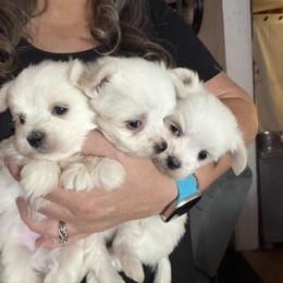 Maltese Puppies from Ayres to Heirs Puppy Co.