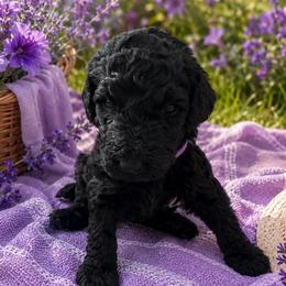 TANGO - Black female Poodle puppy in Thornton, Colorado from Shandy Poodle