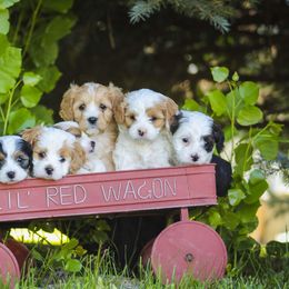 Cavapoo and Goldendoodle Puppies from Hearts Full of Puppies