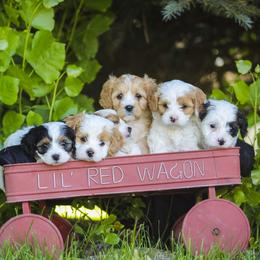 Cavapoo and Goldendoodle Puppies from Hearts Full of Puppies