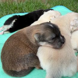 Annie Oakley - Red and white female Pomsky puppy in Blue Earth, Minnesota from Blue Sky Pomsky